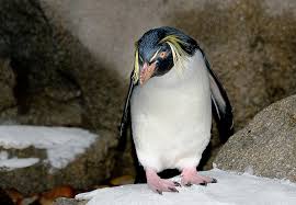 Fiordland penguin
